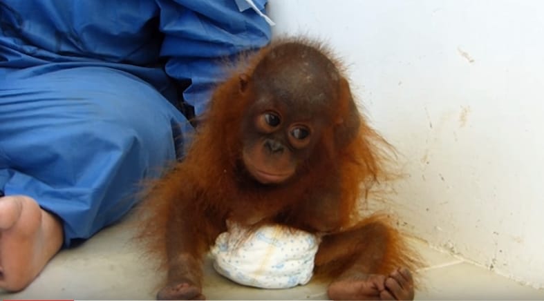 Megdöbbentő videó egy háziállatként tartott, traumatizált orangutánbébiről