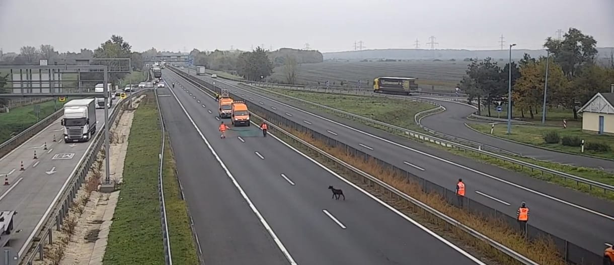 Elkóborolt kecskebak kergetőzött az M1-es autópályán a karbantartókkal – videóval