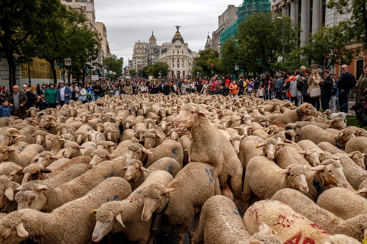 Birkák özönlötték el a madridi utcákat