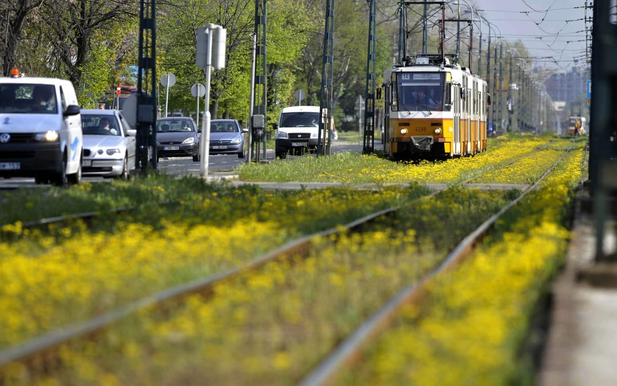 Fotó: sárga szőnyegen siklik az angyalföldi villamos