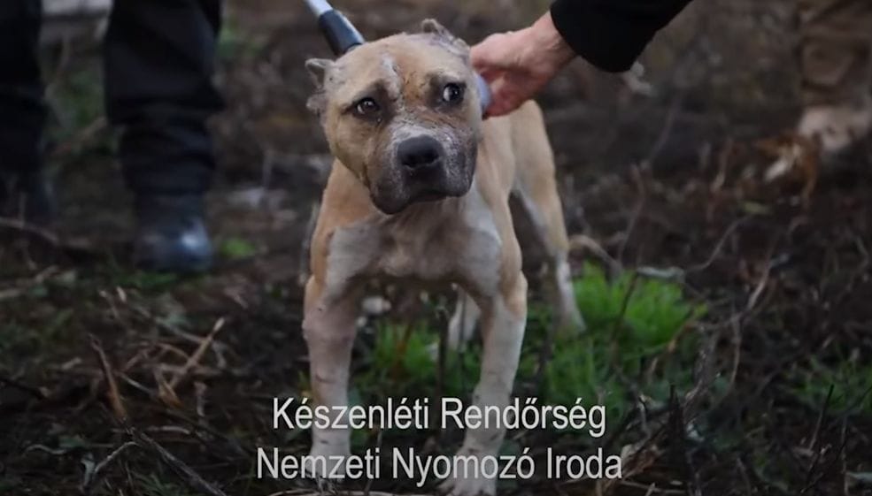 Állatviadalok szervezőire csapott le a rendőrség Nagykőrösön