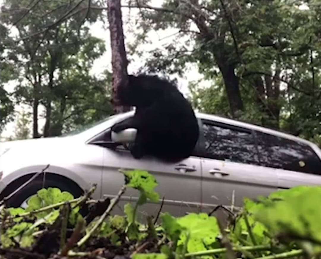 Közeledett az autójához a sofőr, amikor rádudált a medve – videó