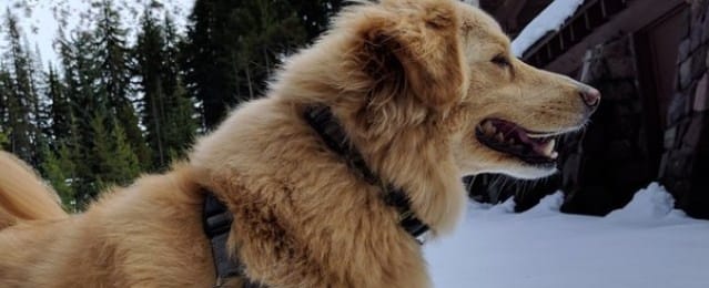 Új funkció a Google Photosban: jól jöhet, ha van házi kedvence