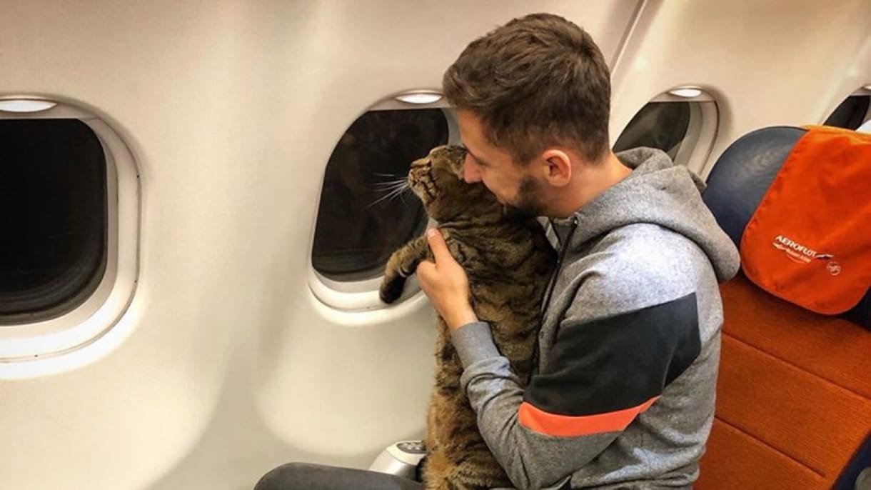 Egy orosz macskatulajdonos túljárt az Aeroflot eszén