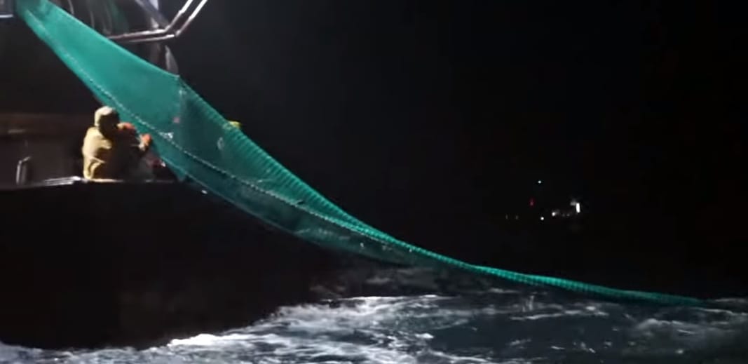 Vészjelzés a nagyipari halászat miatt elpusztított delfinek védelmében – videóval
