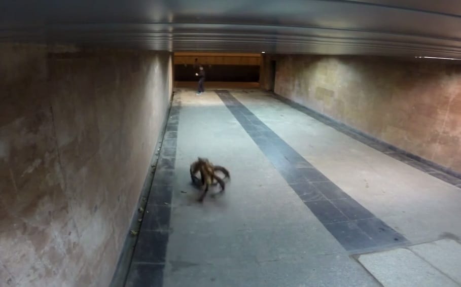 Titokzatos pókkutyától retteg Lengyelország – videó