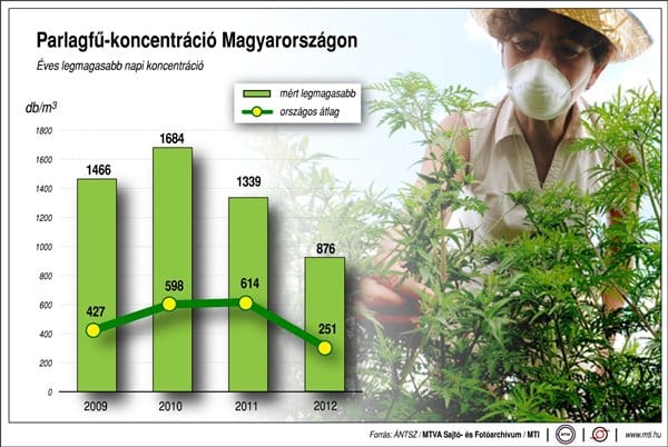 Indul a parlagfűszezon, jönnek az allergiás tünetek