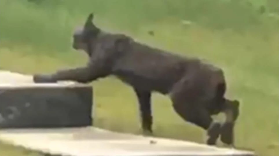 Soha nem látott hiúzt videóztak le Kanadában