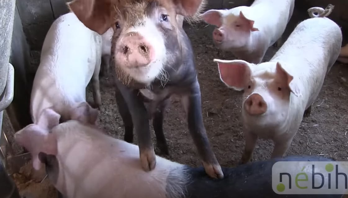 Patkányokat, penészt és koszt találtak a Nébih-ellenőrök egy Békés megyei kistermelőnél
