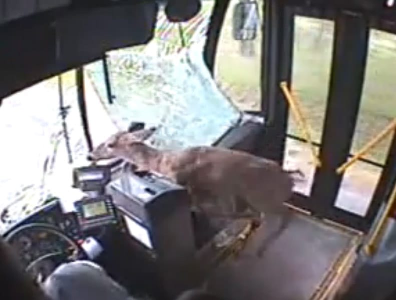 Autóbusz utasterében kötött ki az elgázolt az őz – videó