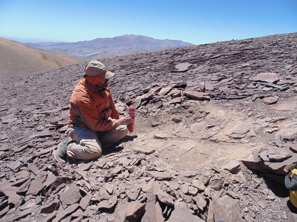 100+ millió éves, nagyon ritka „temetőt” fedeztek fel az Atacama-sivatagban