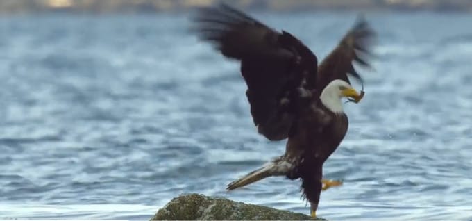 Ennek a sasnak annyira rossz napja volt, hogy még a tápláléka is megtámadta – videó