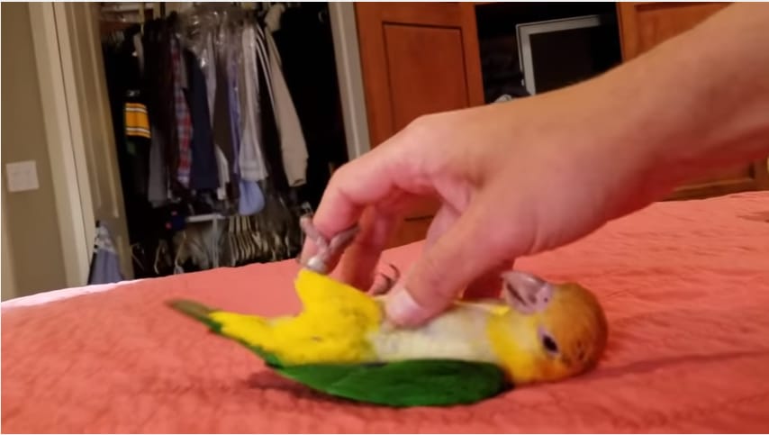 Mangó, a papagáj imádja, ha a hasát csiklandozzák – videó