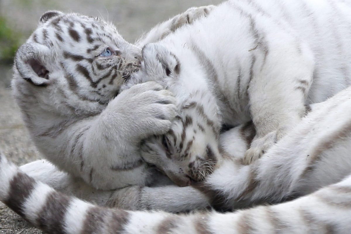 Koronavírus miatt pusztulhatott el két fehértigris Pakisztánban