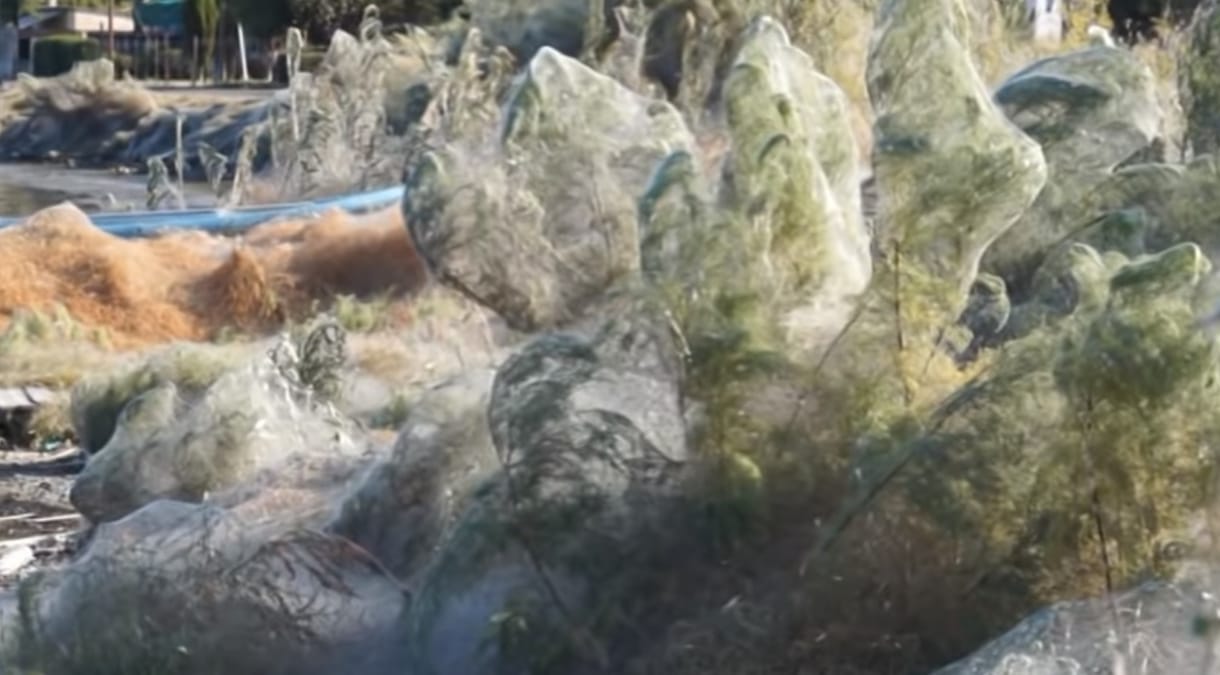 Teljesen beszőttek a pókok egy görög partszakaszt – videó