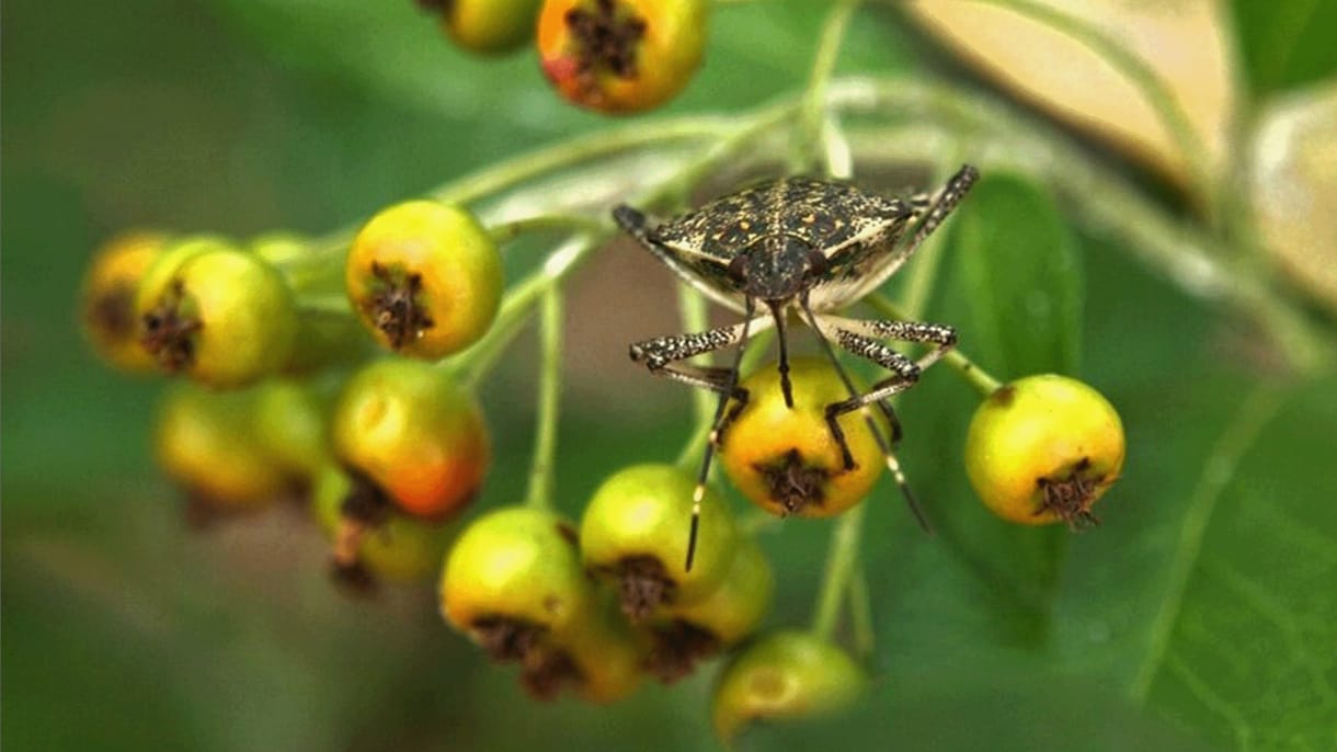 Ha poloskát lát, azonnal segítsen: a lakosság segítségét kéri a feltérképezésben az Agrártudományi Kutatóközpont