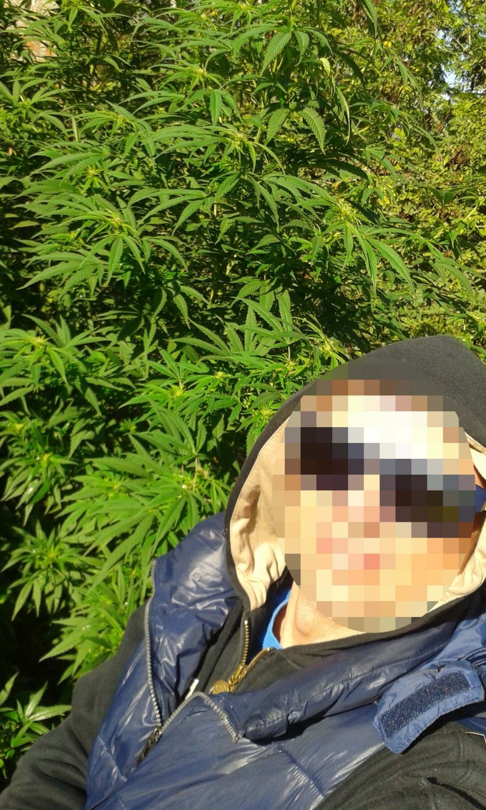 Fotó: Méretes cannabis növénnyel szelfizett az elkapott díler