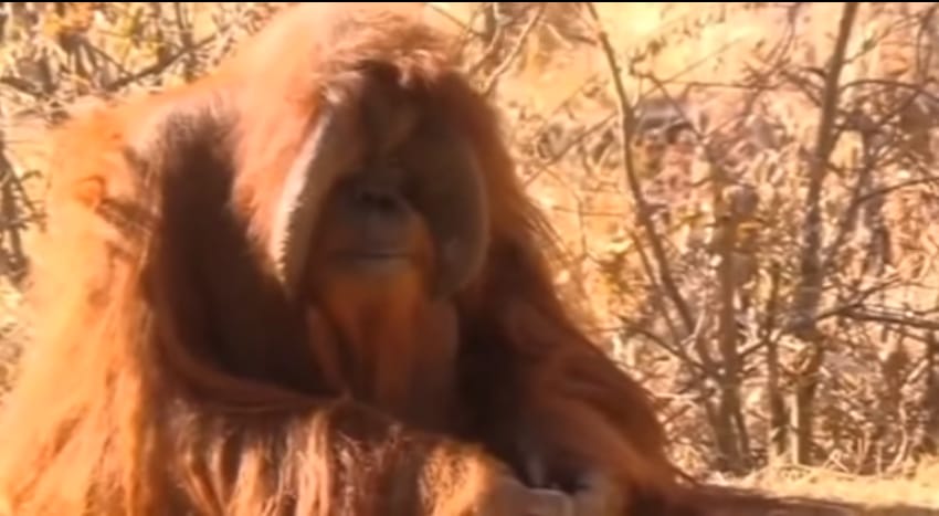 Elpusztult a jelnyelvet használó, tüneményes orangután