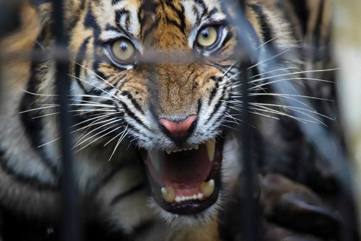 Megölt egy állatkerti dolgozót egy tigris Jeruzsálemben