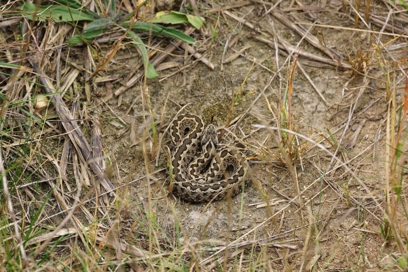 Rengeteg vipera született a Kiskunságban