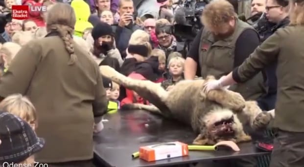 Élőben közvetítik egy oroszlán boncolását egy dán állatkerből - videó