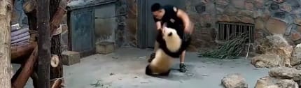 Dobáltak és lökdöstek két pandabébit egy kínai kutatóközpontban