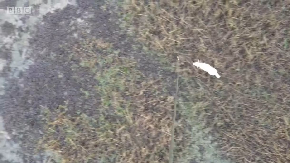Drónról lógó kolbásszal mentették ki a mocsárba tévedt kutyát