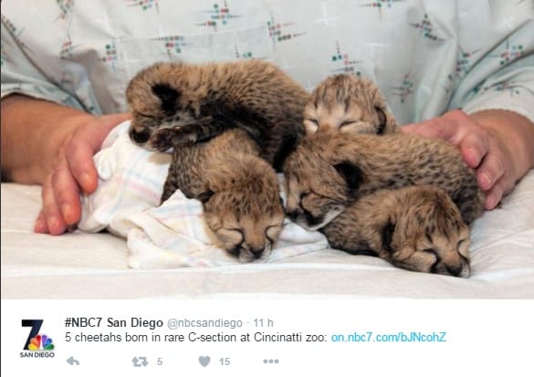 Császármetszéssel világra jött gepárdbébik életéért küzdenek a Cincinnati Állatkertben