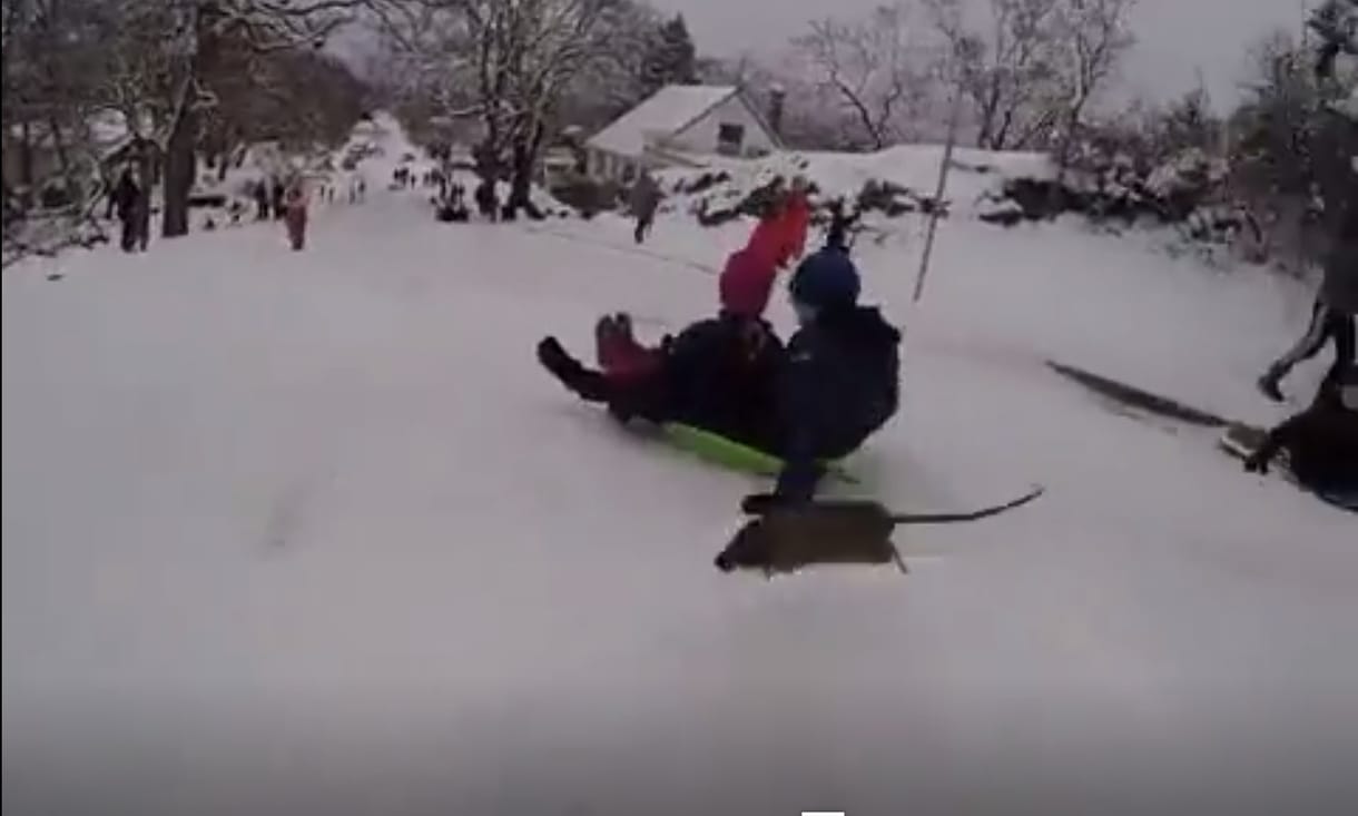 Egy váratlanul rájuk ugró patkány rémített halálra néhány szánkózót – videó