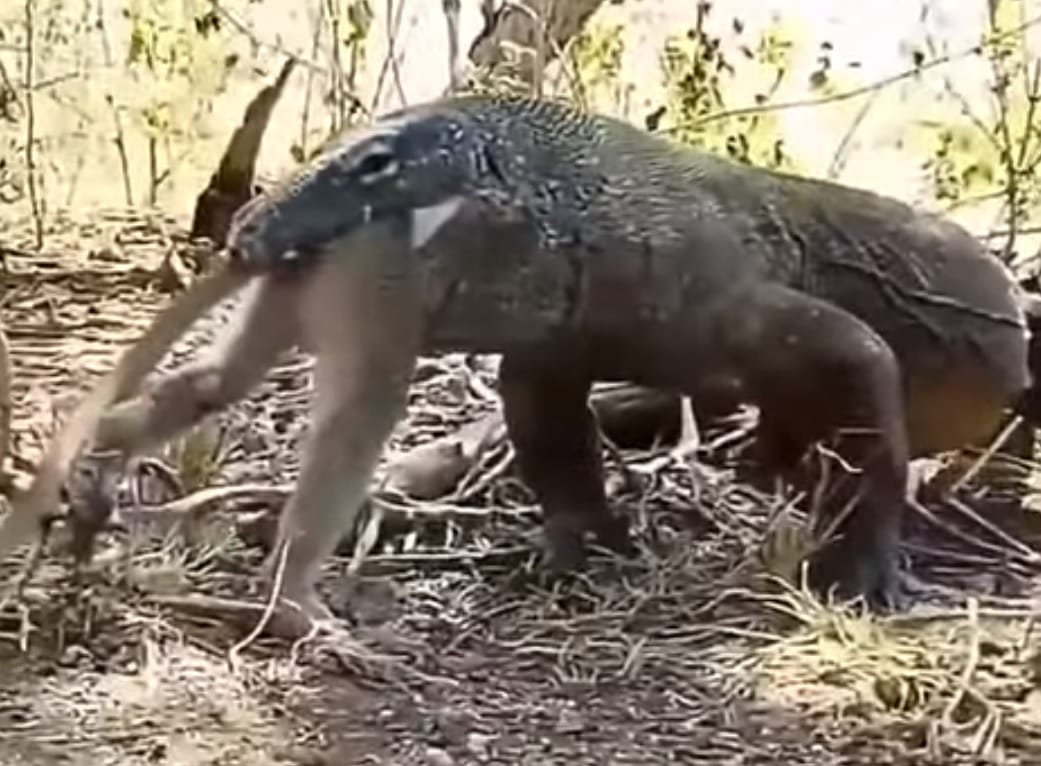 A hét horrorvideóján egy komodói varánusz egészben nyel le egy kifejlett majmot