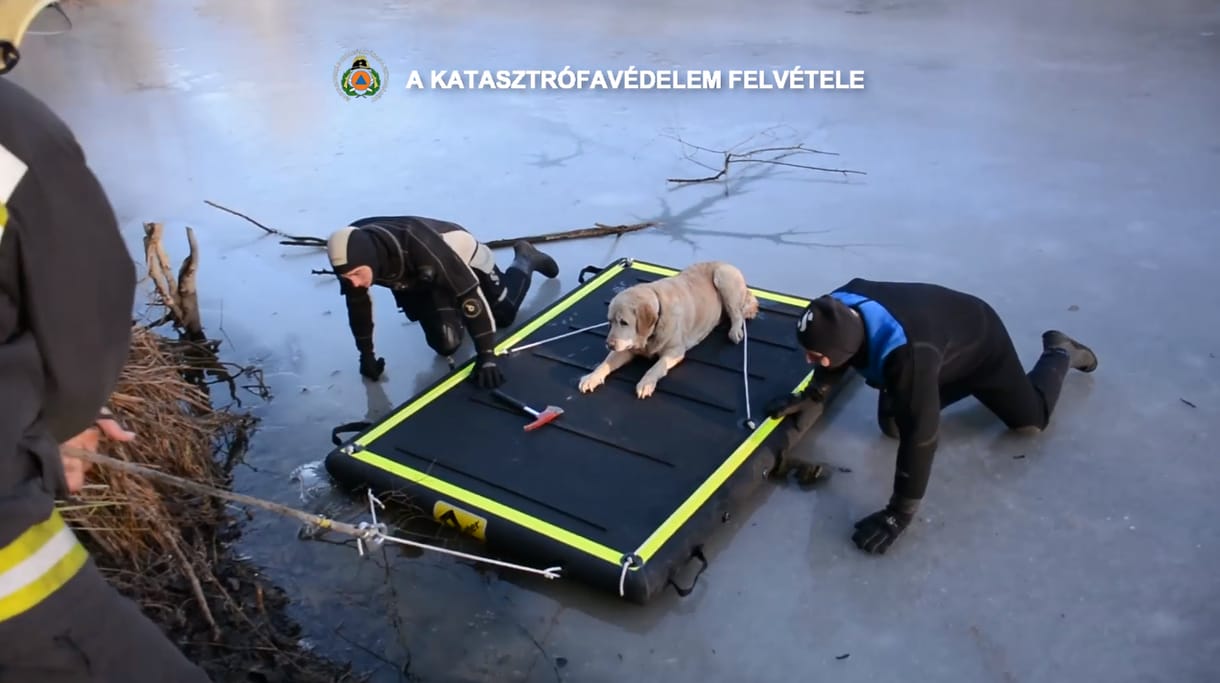 Rémült labradort mentettek a tűzoltók a péceli Csunya-tó közepéről – videó