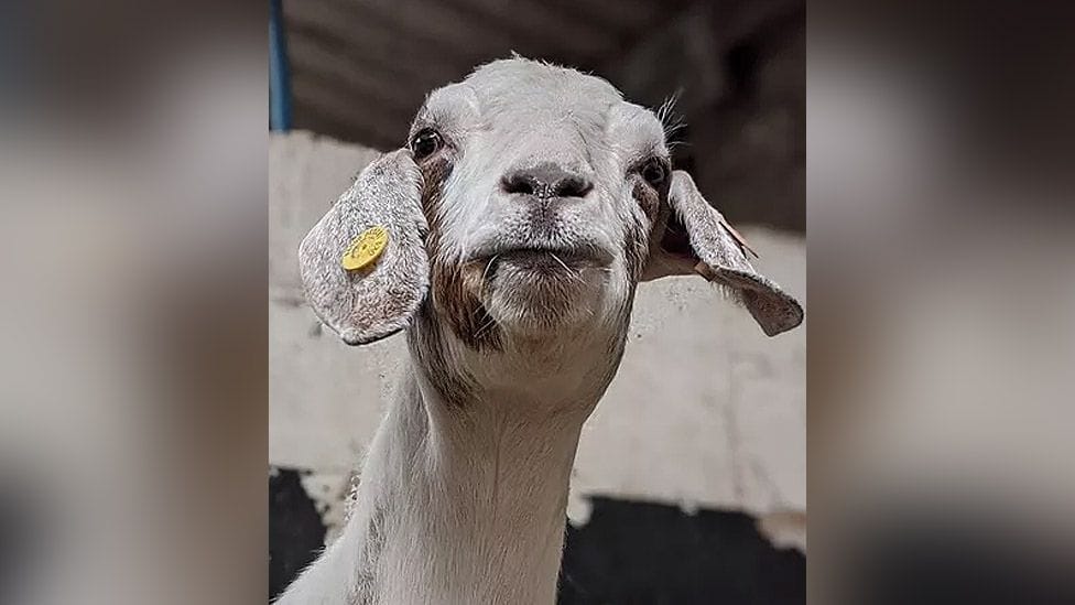 Kecskék leptek el egy walesi kivárost