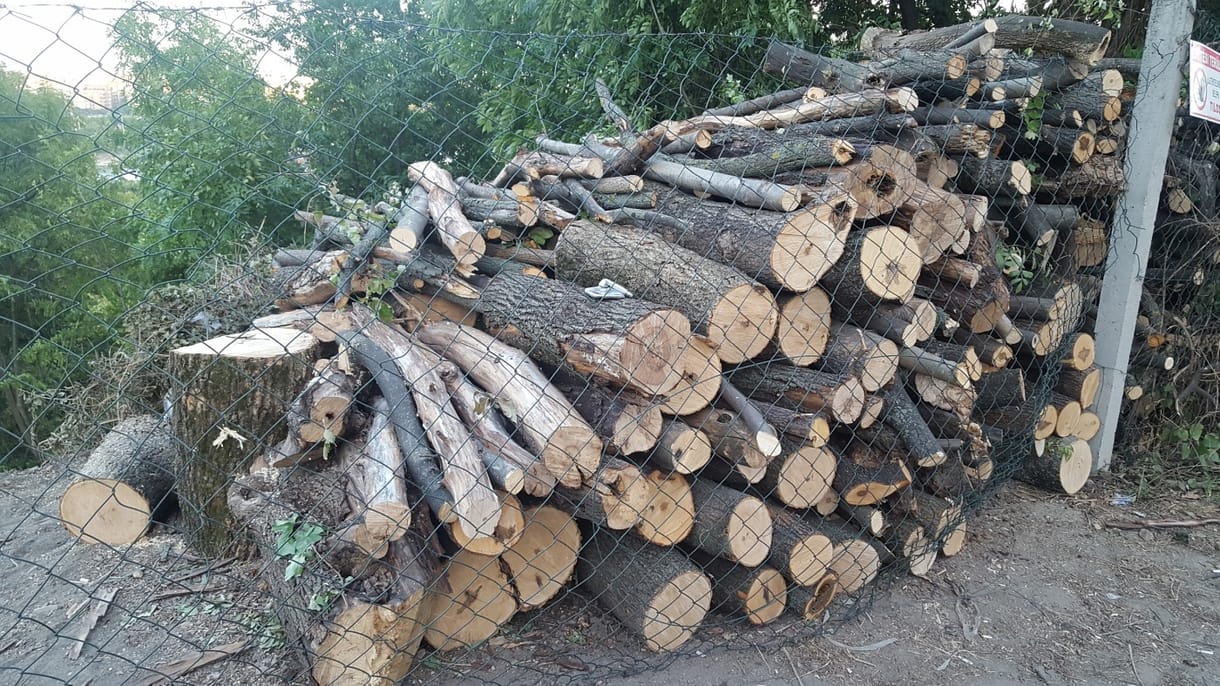 A Nébih vágatja a fákat a II. kerületben, engedéllyel