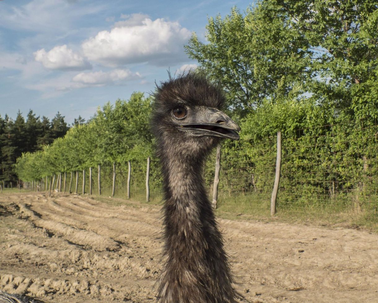 Emu kóborolt a kirándulók között Budapest határában – videón, ahogy elfogták