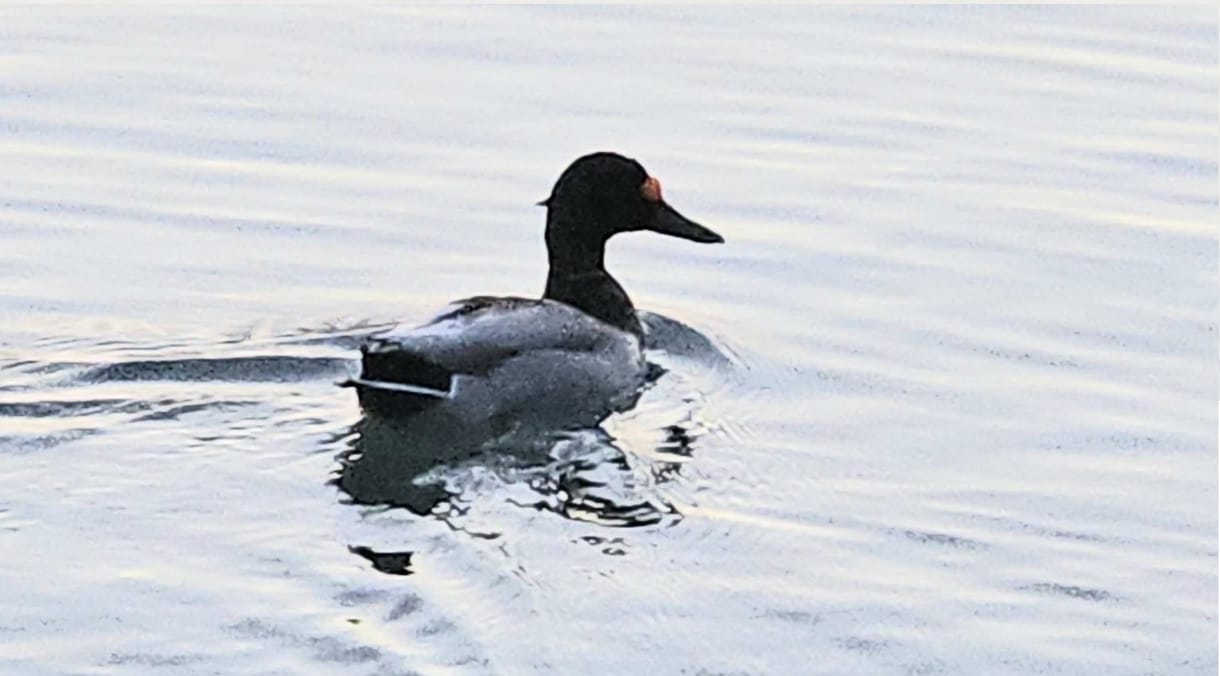 Nyíllal átlőtt fejű kacsa úszkált a Balatonban