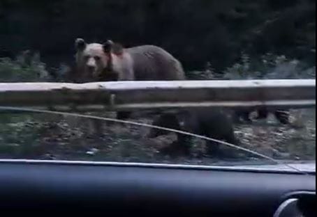 Hamisítvány a ceredi medvékről terjedő videó