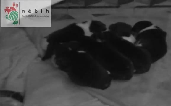 Szörnyű felvételt tettek közzé egy állatkínzó ebtenyésztőről - videó