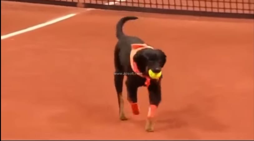 Kutyák rohangáltak a teniszbajnokság idején a pályán, de mindenki imádta – videó