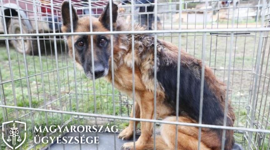 Négy kutyát is halálra éheztetett egy pécsi állatkínzó