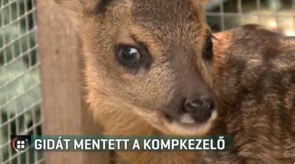 A kompos őzikéje: fuldokló gidát mentettek ki a Sajóból – videó