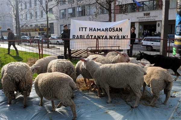 Bárányokkal és kecskékkel ostromolta Rogánt az Együtt-PM