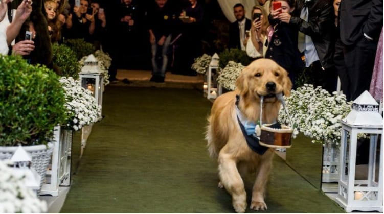 Sose bízzál komoly dolgot golden retrieverre – videó
