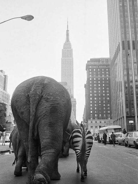 Elefántok sétálnak Manhattanben - íme a hét fotója