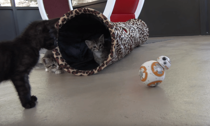 Videó: A Star Wars új droidja lett a háziállatok legnagyobb pajtása 