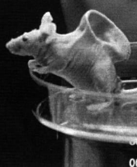 Matolcsy: a legjobb biotechnológiai központok közé törekszik Magyarország