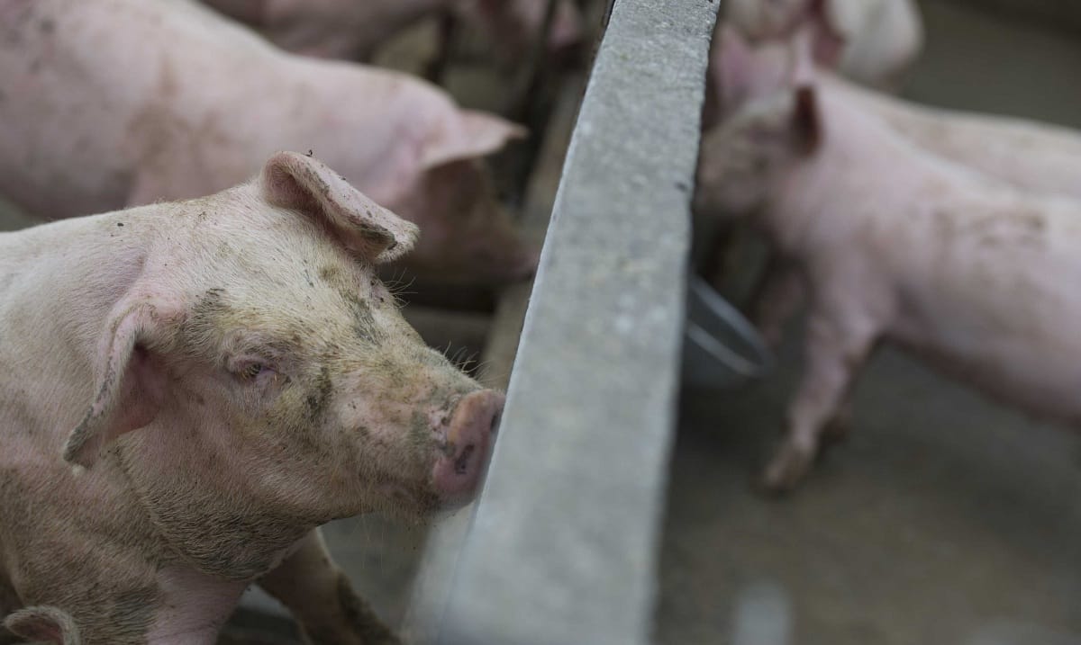 Nekiment a Magyar Idők a dán malacoknak: szemet huny az EU egy kórokozó felett?