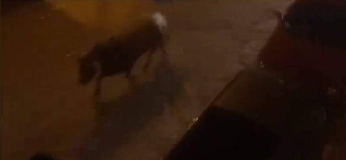 Szándékosan halálra gázoltak egy viadalról szökött bikát Spanyolországban – videó
