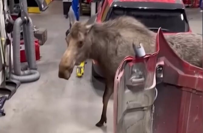 Mintha a beköltözésen gondolkodna, úgy nézelődött egy jávorszarvas egy alaszkai tűzoltóság garázsában