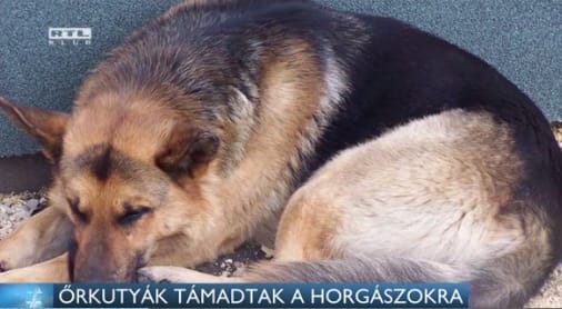 Tanárokra támadtak a horgásztanya őrkutyái