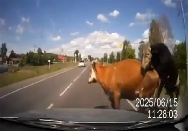 Ilyen egy igazán pikáns vadbaleset - videó